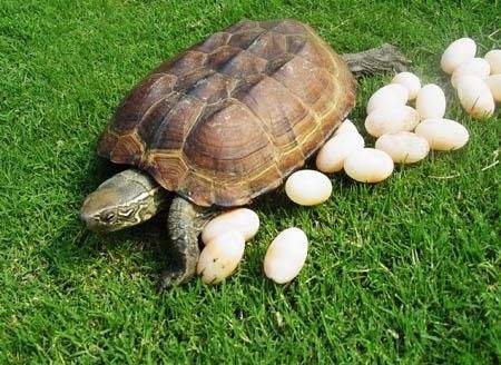 梦到乌龟下蛋是好事还是坏事