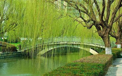 杨柳木天河水图片
