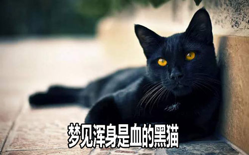 梦到浑身是血的黑猫怎么回事 有什么征兆