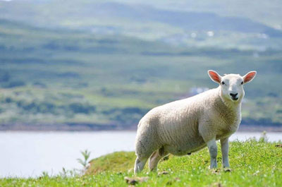 做梦梦见羊什么意思 是好兆头吗