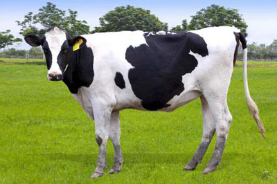 梦见奶牛 母牛是好事吗 有好兆头吗