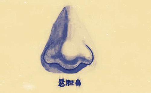 悬胆鼻图片示意图图片
