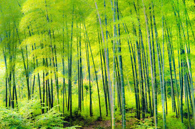 做梦梦到竹子是不好的征兆吗 要注意什么