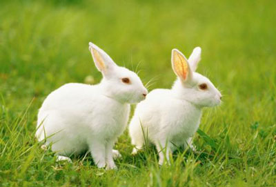 兔年是哪年 属兔人的命运怎么样